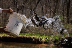Trout Stocking
