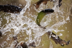 Trout Stocking