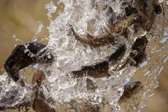 Trout Stocking